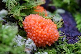 Attēlu rezultāti vaicājumam “Tubifera ferruginosa (subsp. ferruginosa)”