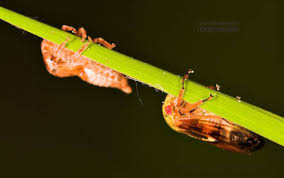 Attēlu rezultāti vaicājumam “Cicadellidae”