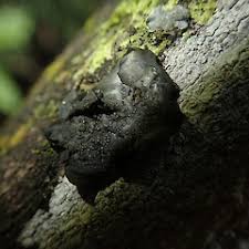 Attēlu rezultāti vaicājumam “Collema flaccidum”