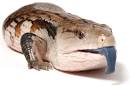 Blue-Tongued Skink Sexing
