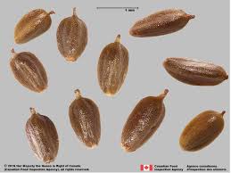 Attēlu rezultāti vaicājumam “Cyperus fuscus fruit”