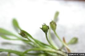 Attēlu rezultāti vaicājumam “Limosella aquatica leaf”