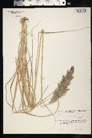 Attēlu rezultāti vaicājumam “Calamagrostis epigeios”