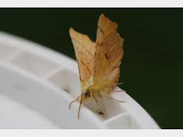 Attēlu rezultāti vaicājumam “Ennomos alniaria”