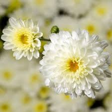 Image result for Chrysanthemum sebatense