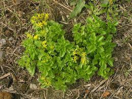 Attēlu rezultāti vaicājumam “Sedum aizoon”