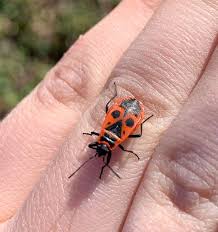 Attēlu rezultāti vaicājumam “Pyrrhocoris apterus imago”