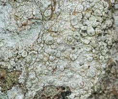 Attēlu rezultāti vaicājumam “Pertusaria pertusa”