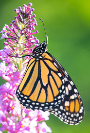 Image result for monarch butterfly