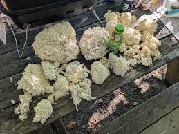 Attēlu rezultāti vaicājumam “Dentipellis fragilis”