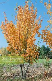 Attēlu rezultāti vaicājumam “Acer rufinerve flower”