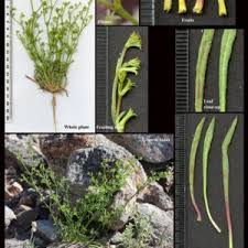 Attēlu rezultāti vaicājumam “Polygonaceae”