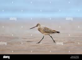 Attēlu rezultāti vaicājumam “Limosa lapponica adult”