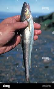 Image result for Arctogadus glacialis