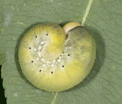 Attēlu rezultāti vaicājumam “Trichia ambigua macro”