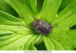 Attēlu rezultāti vaicājumam “Eurygaster testudinaria”