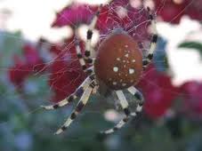 Attēlu rezultāti vaicājumam “Araneus quadratus female”