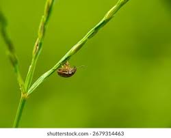 Attēlu rezultāti vaicājumam “Cribraria cancellata young”