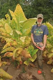 Attēlu rezultāti vaicājumam “Nicotiana tabacum fruit”