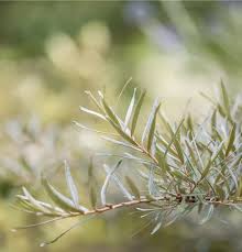 Attēlu rezultāti vaicājumam “Hippophae rhamnoides leaf”