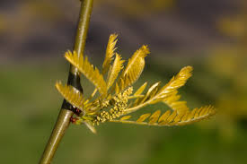 Attēlu rezultāti vaicājumam “Gleditsia triacanthos bud”