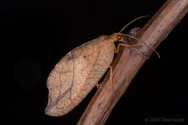 Attēlu rezultāti vaicājumam “Drepanepteryx phalaenoides”