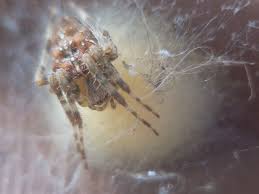 Attēlu rezultāti vaicājumam “Araneus diadematus eggs”