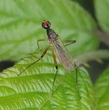 Attēlu rezultāti vaicājumam “Micropezidae”