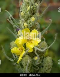Attēlu rezultāti vaicājumam “Verbascum densiflorum bud”