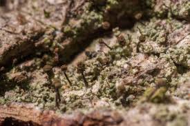 Attēlu rezultāti vaicājumam “Chaenotheca chlorella”