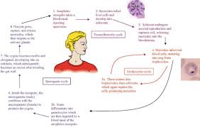 Attēlu rezultāti vaicājumam “Enteridium olivaceum plasmodium”