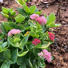 Attēlu rezultāti vaicājumam “Hylotelephium telephium flower”