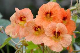 Image result for Tropaeolum majus