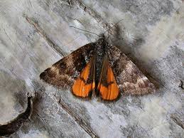 Attēlu rezultāti vaicājumam “Archiearis parthenias”