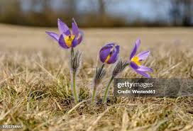 Attēlu rezultāti vaicājumam “Pulsatilla patens”