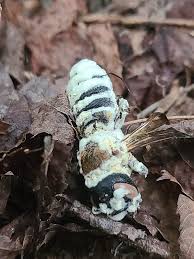 Attēlu rezultāti vaicājumam “Cordyceps stylophora”