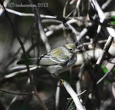 Image result for Dendroica striata