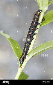 Attēlu rezultāti vaicājumam “Cucullia lucifuga larva”