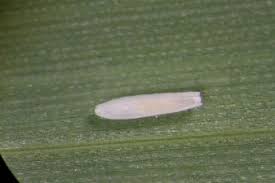 Attēlu rezultāti vaicājumam “Macrosteles sp. nymph”