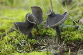 Attēlu rezultāti vaicājumam “Helvella atra”