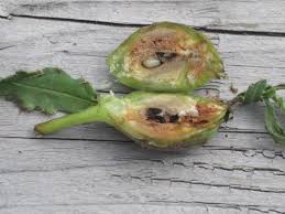 Attēlu rezultāti vaicājumam “Urophora cardui”