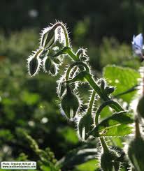 Attēlu rezultāti vaicājumam “Borago officinalis bud”
