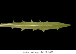 Attēlu rezultāti vaicājumam “Leontodon autumnalis  leaf”