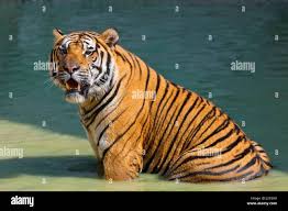 Image result for BERKSHIRE TIGERS THAI