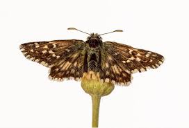 Attēlu rezultāti vaicājumam “Pyrgus alveus”