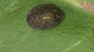 Attēlu rezultāti vaicājumam “Cytilus sericeus”