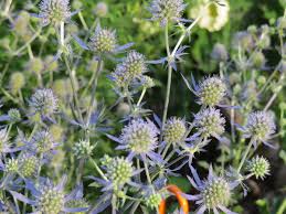 Attēlu rezultāti vaicājumam “Eryngium planum fruit”
