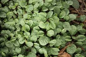 Attēlu rezultāti vaicājumam “Ajuga reptans leaf”