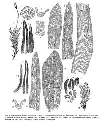 Attēlu rezultāti vaicājumam “Gymnostomum calcareum”