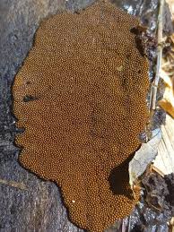 Attēlu rezultāti vaicājumam “Trichia scabra”